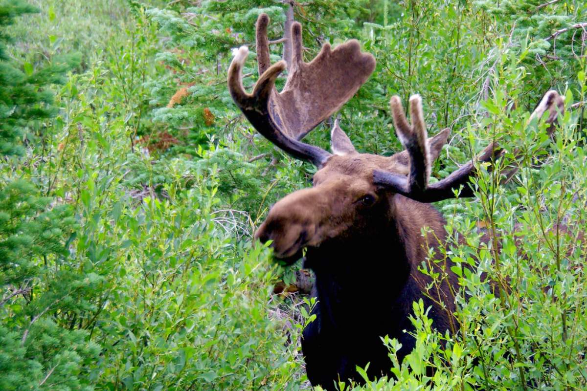 moose munching on plants in Grand Tetons