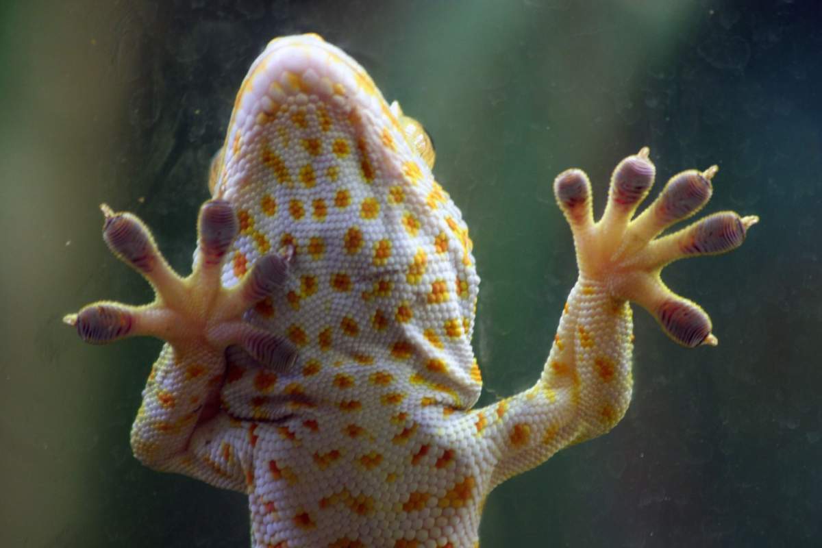 gecko climbing up glass pane