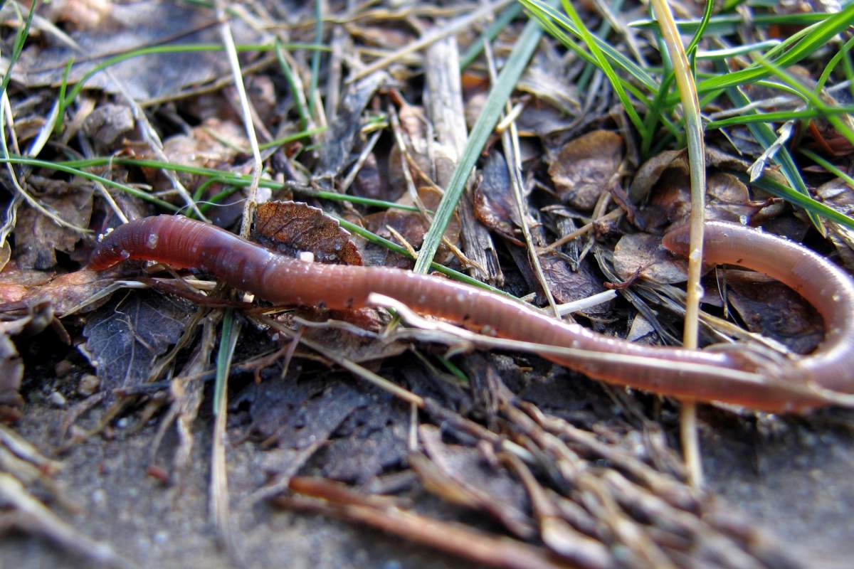 earthworm