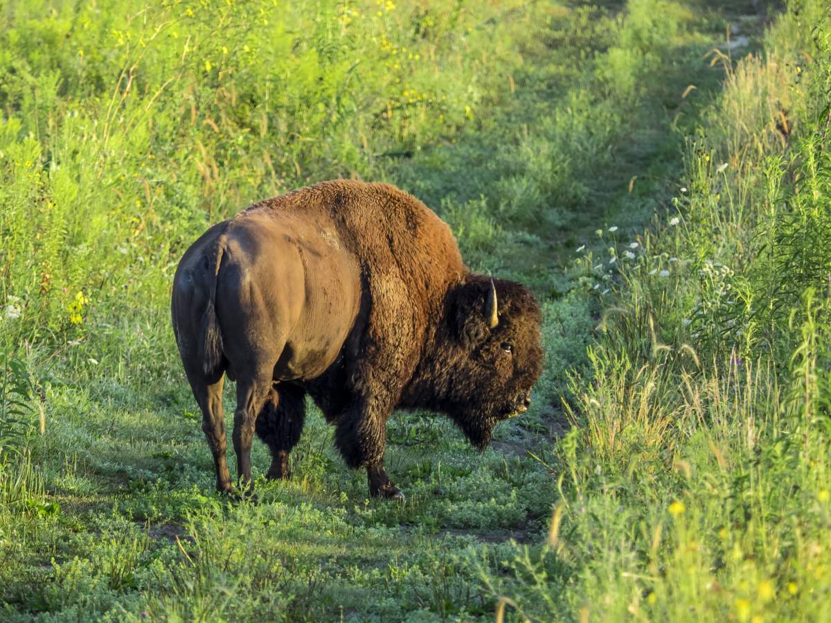 Bison roaming Nachusa prairie in Franklin Grove IL.