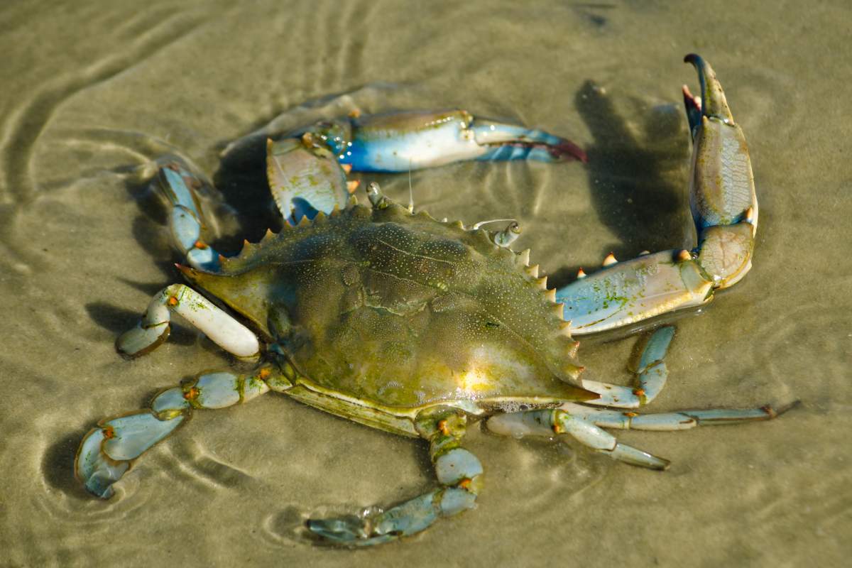 blue crab on sand bar
