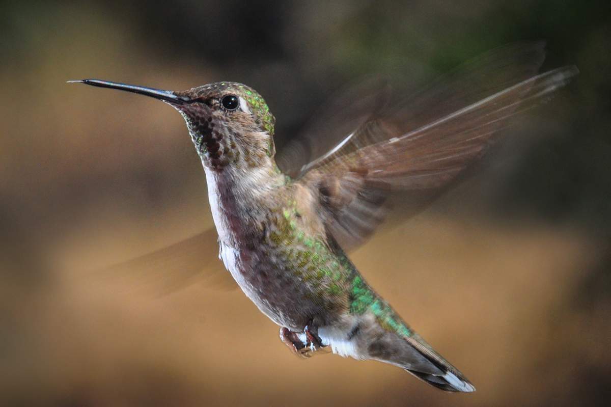 hummingbird hovers midair