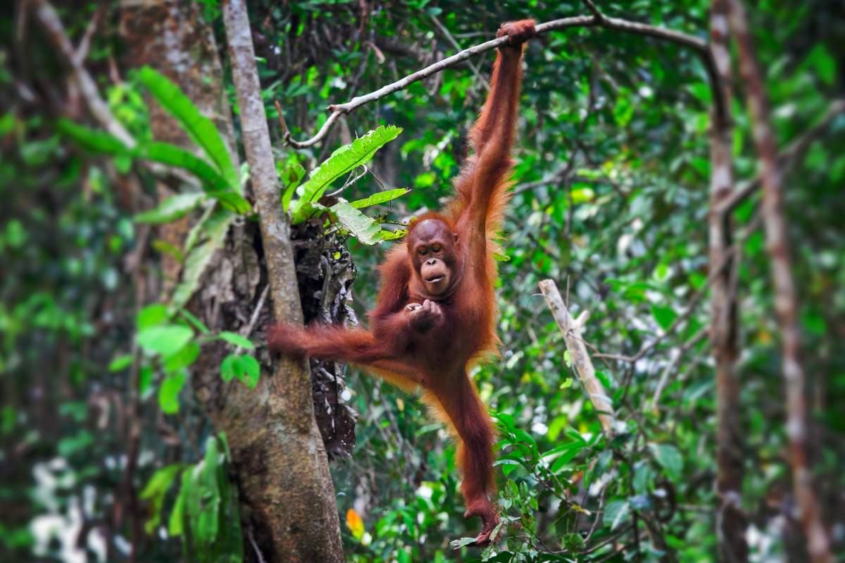 orangutan swinging on vine