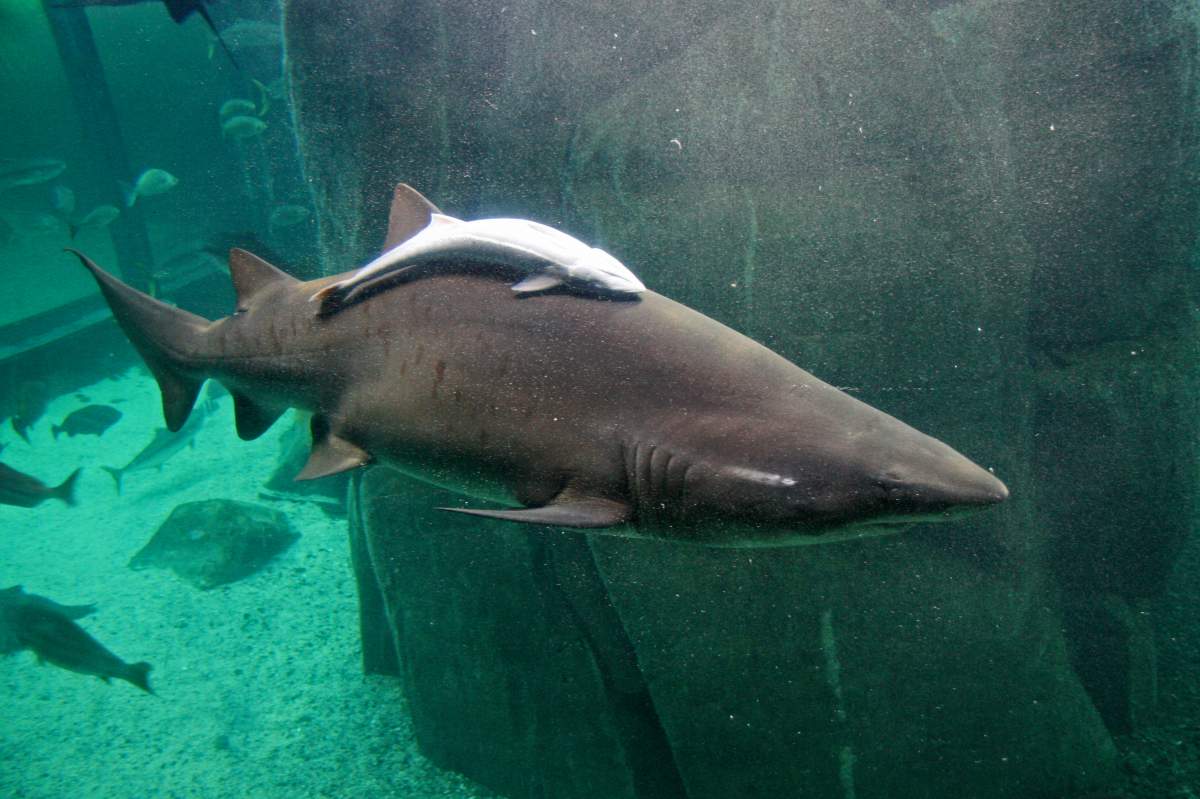 remora on top of shark