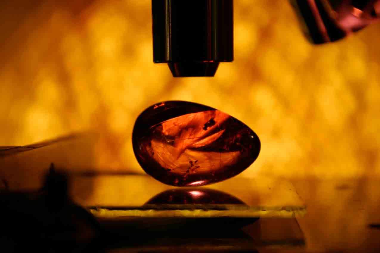 amber stone under microscope