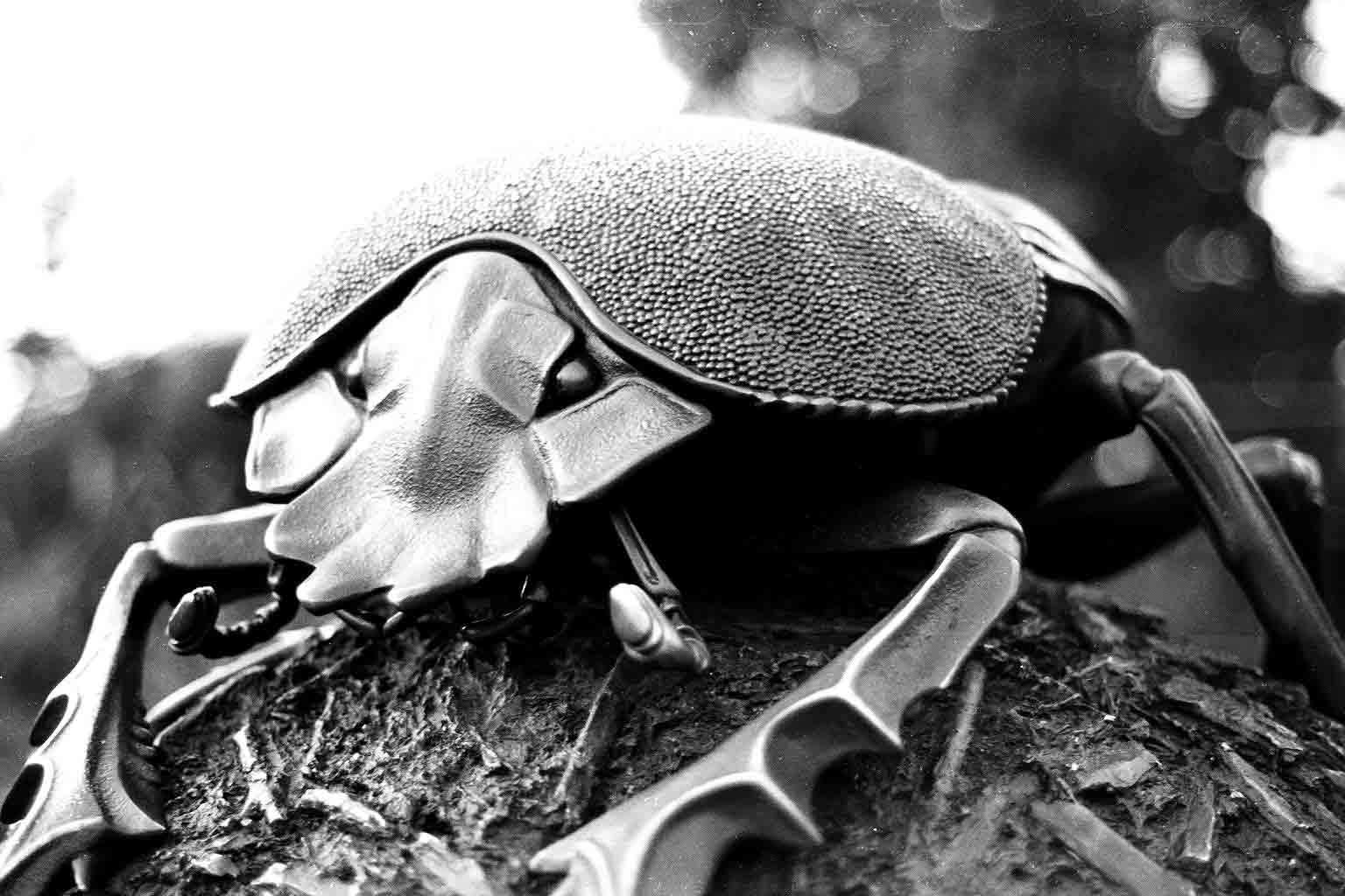 dung beetle in black in white
