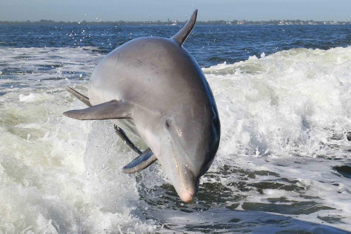 dolphin in wake