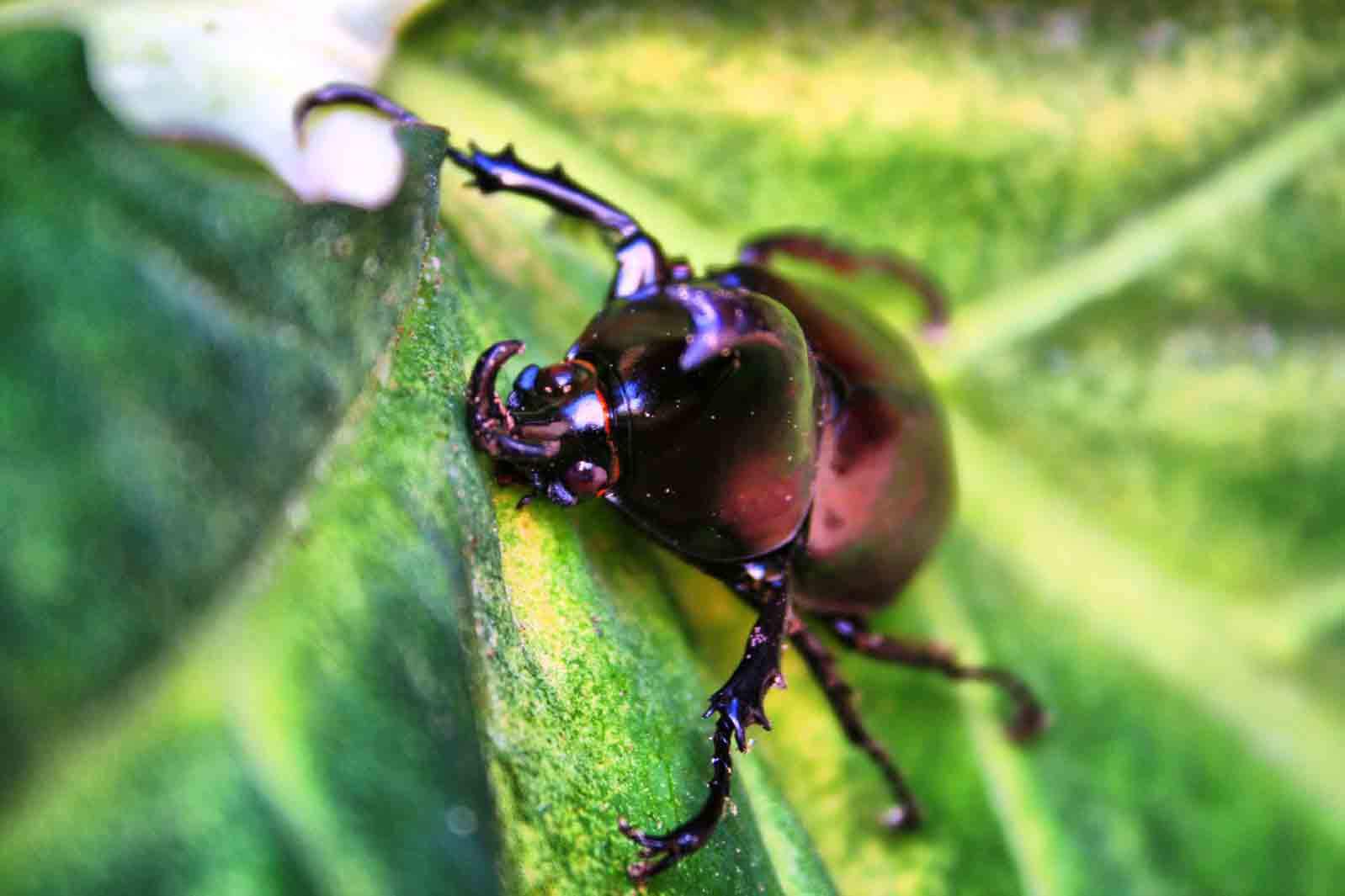 rhinocerous beetle