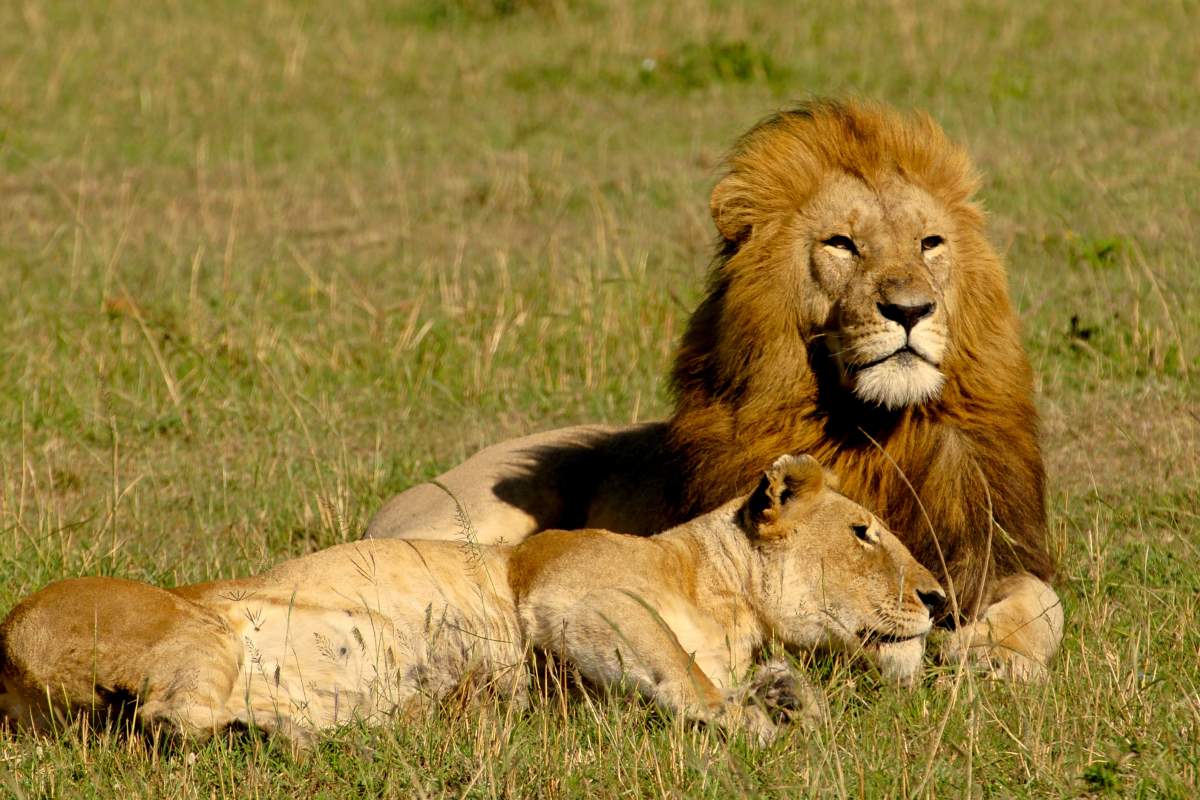 lord and lady lion