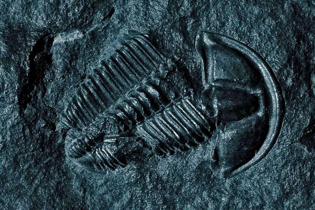 trilobyte fossil