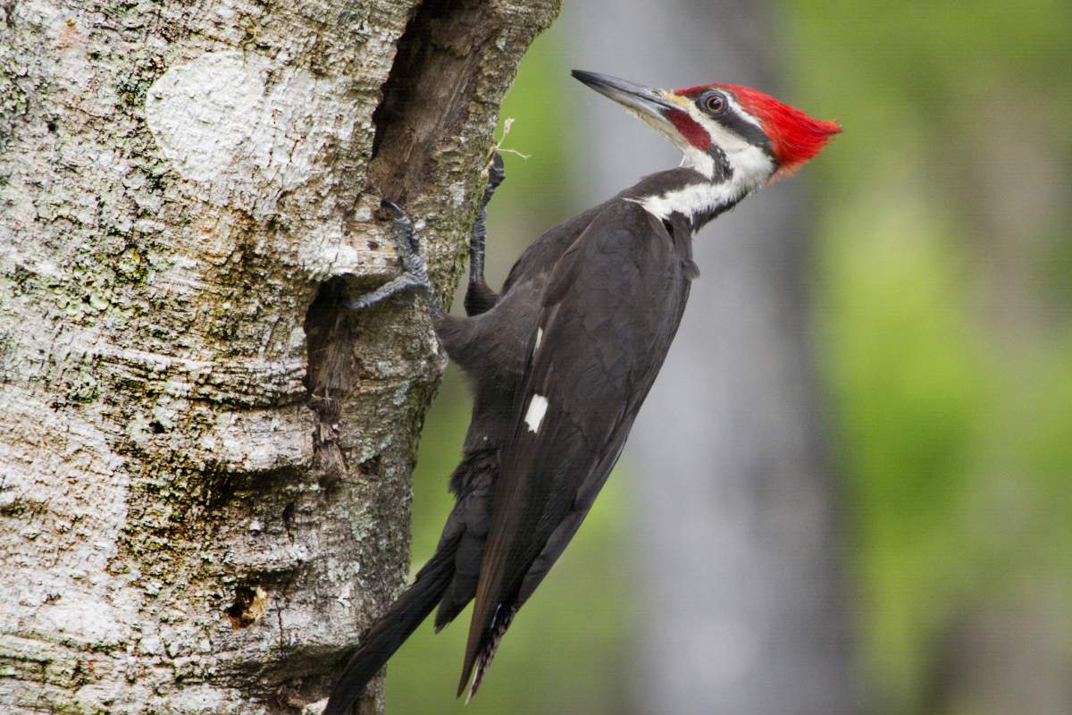 woodpecker boring holes