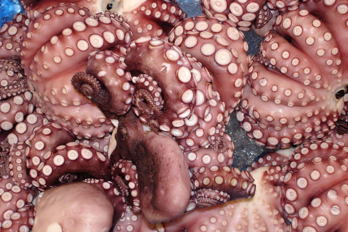 multiple octopuses