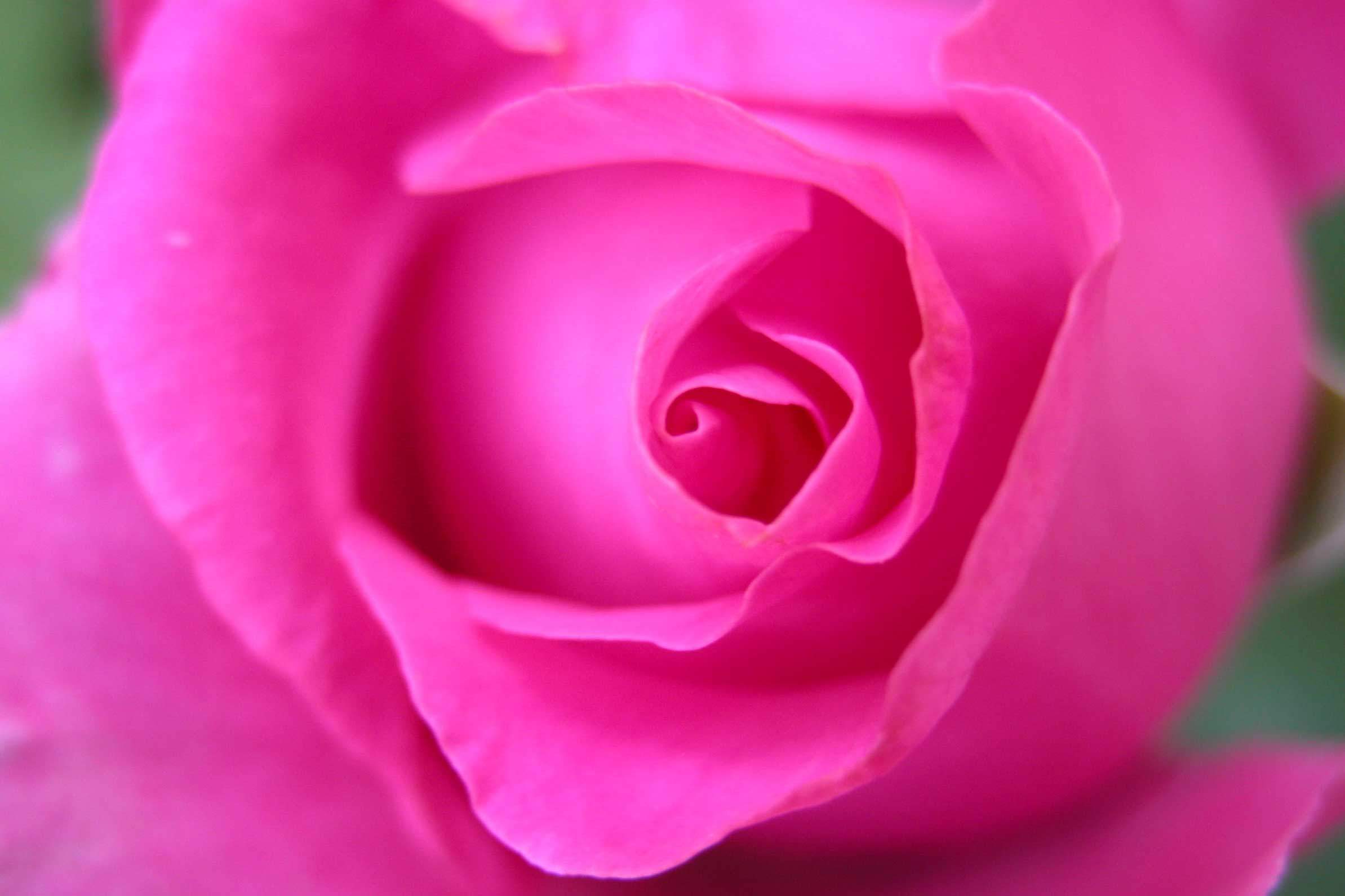 close-up of pink rose