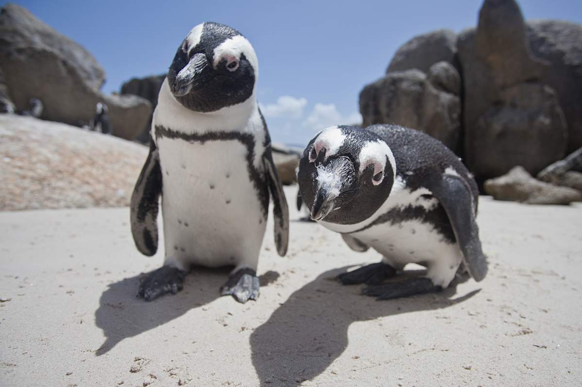 2 penguins look directly at the camera