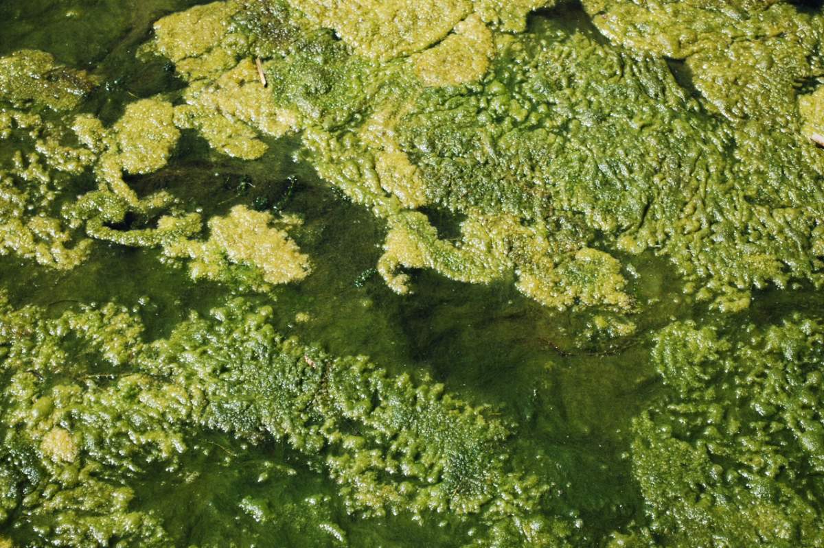 algae blooms