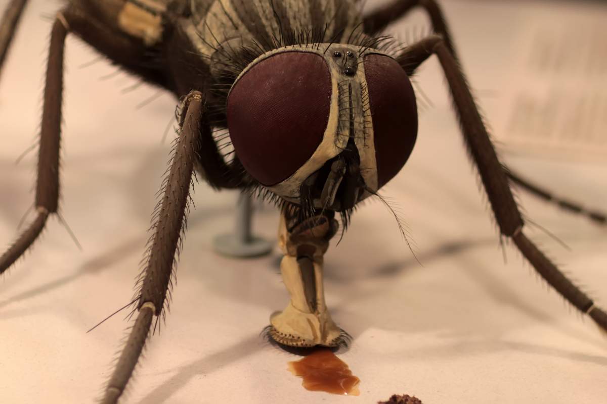 brown fly sucking up liquid through its proboscis