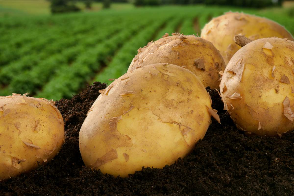 field potatoes