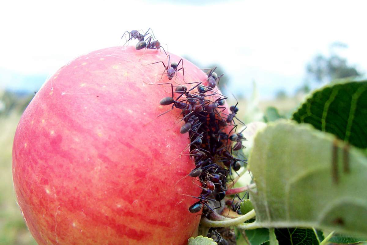 An alarming number of ants devour an apple