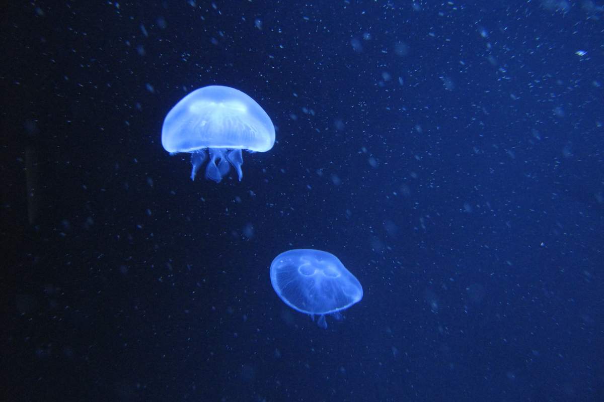 two moon jellyfish (aurelia aurita)