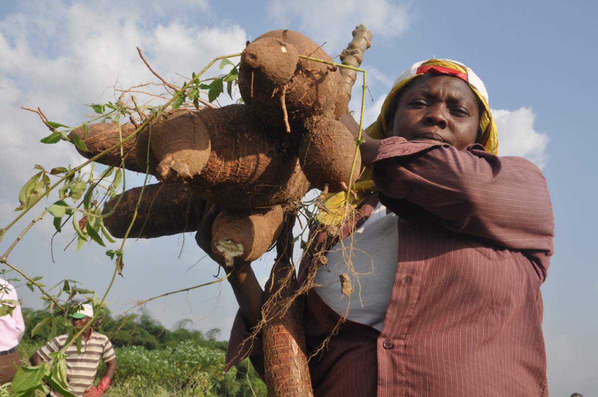 A field technician displays a large yield of cassava roots