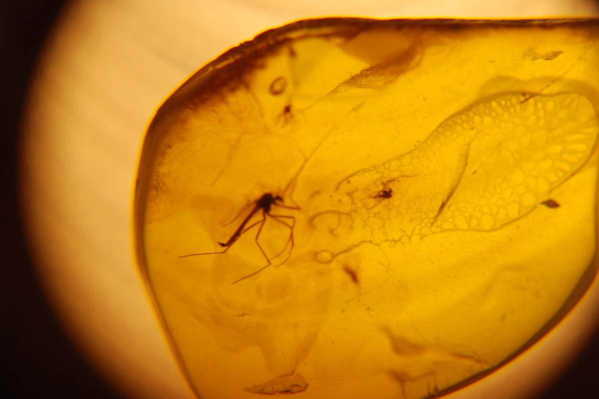 A mosquito fossilized in Amber