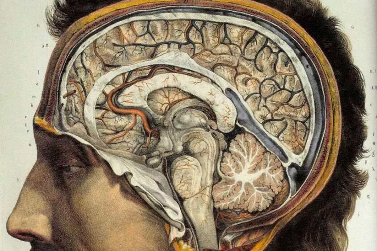Diagram of human brain