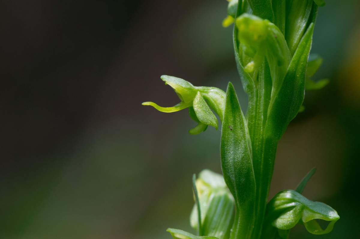 A green orchid with a small bug crawling on it