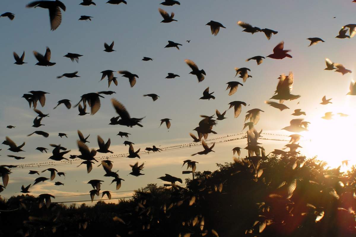 A flock of starlings fly close to the camera. The sun sets in the right lower corner of the image.