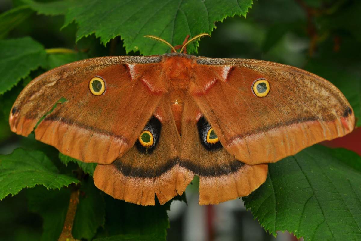 A large polyphemus moth (orange in color) sits on bright green leaves.