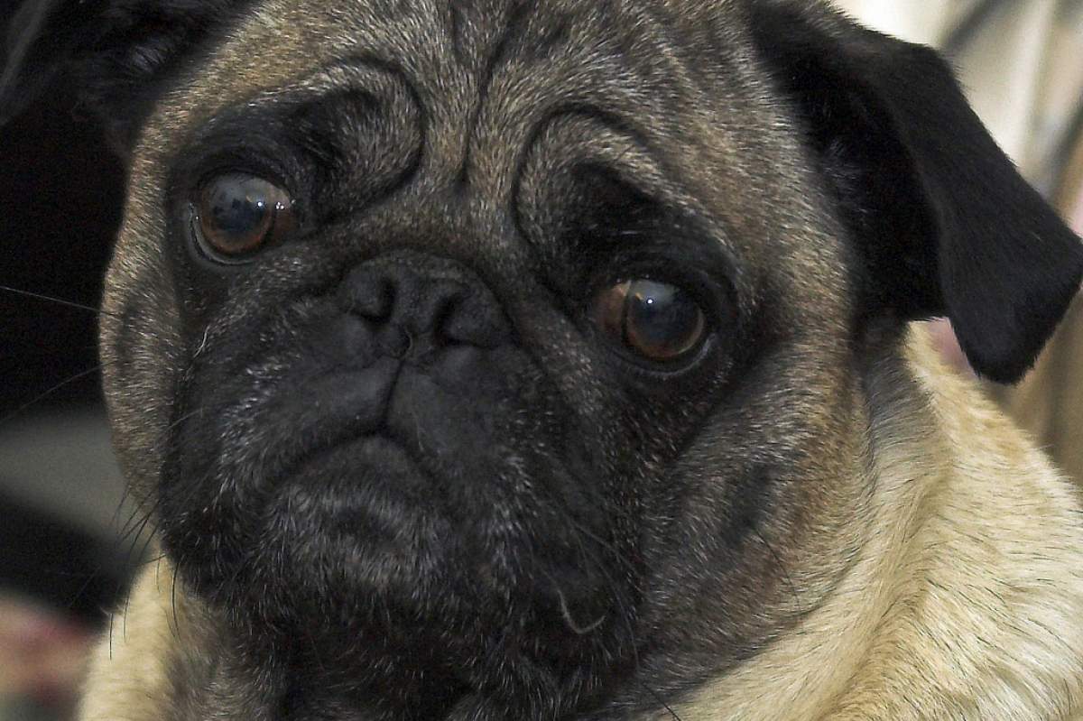 Close up on a pug's face. The dog's eyes look ancient and sad.