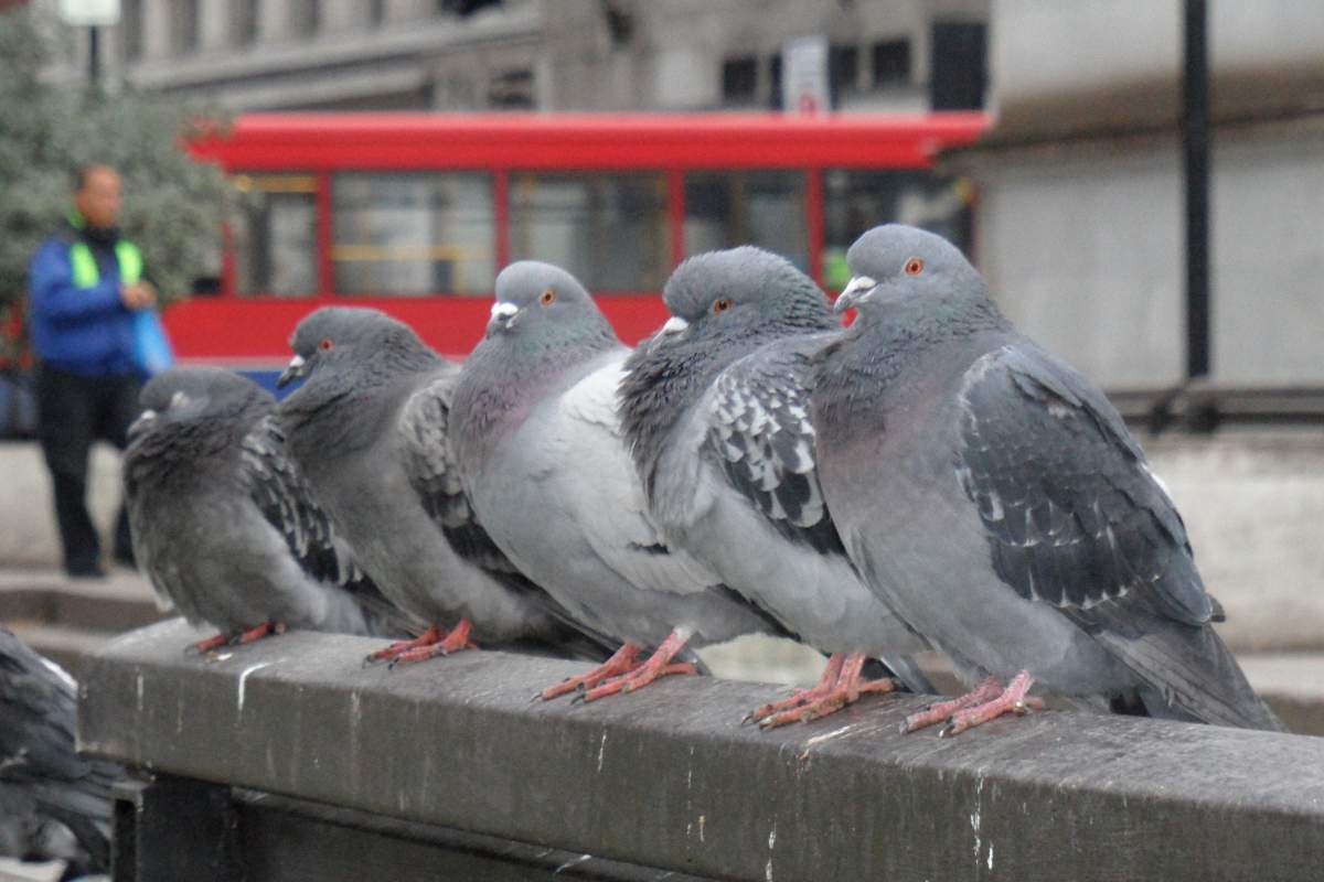 Five pigeons are perched on concrete. They are looking into the distance.