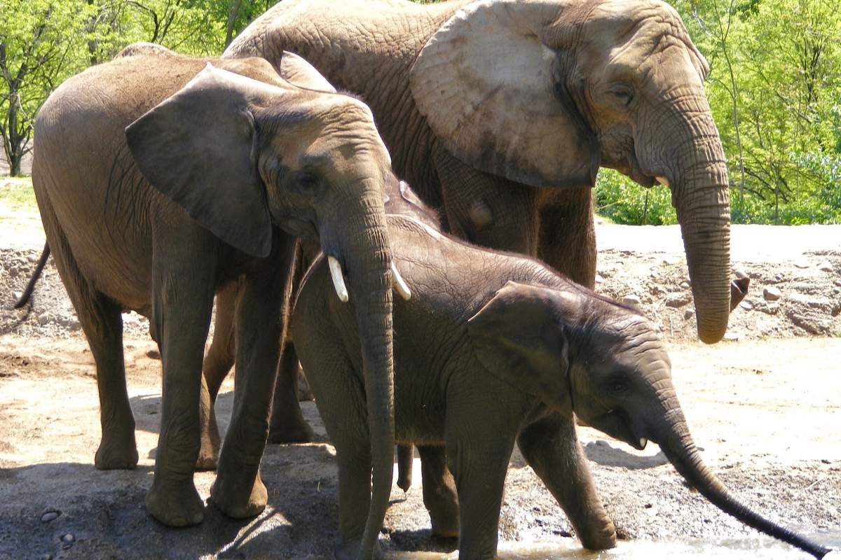 Three elephants (one large, one medium-sized, one baby)