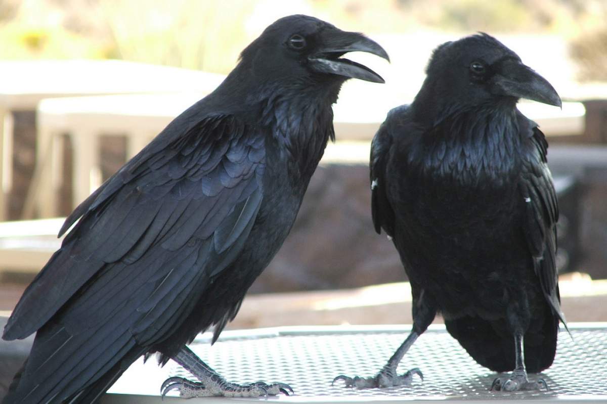 Two large crows stand near each other while on an outdoor table.