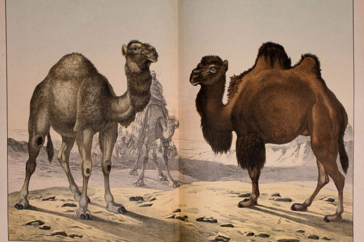On the left is an illustration of a one-humped Arabian Camel, on the the right is an illustration of a two humped Bactrian Camel.