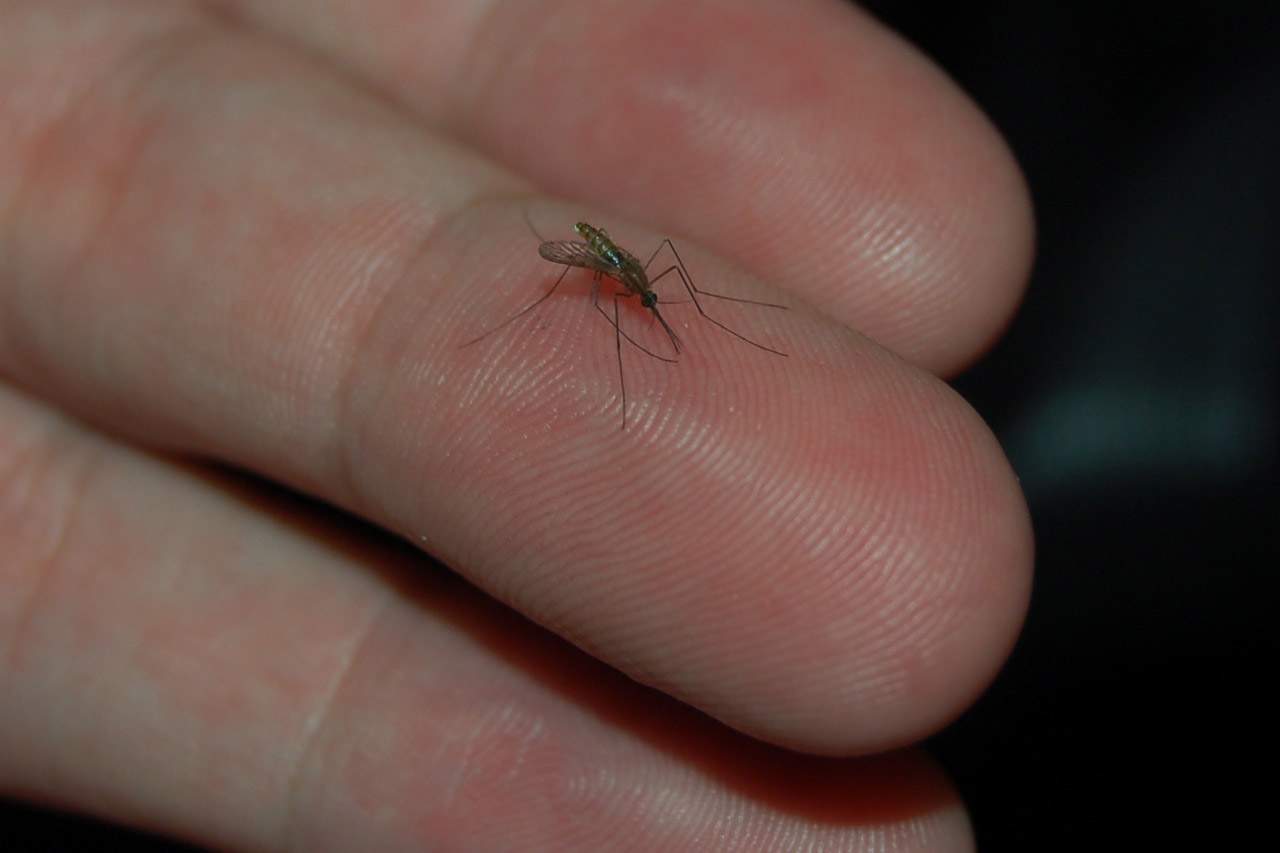 A close-up (macro) shot of a mosquito on a person's fingertip.
