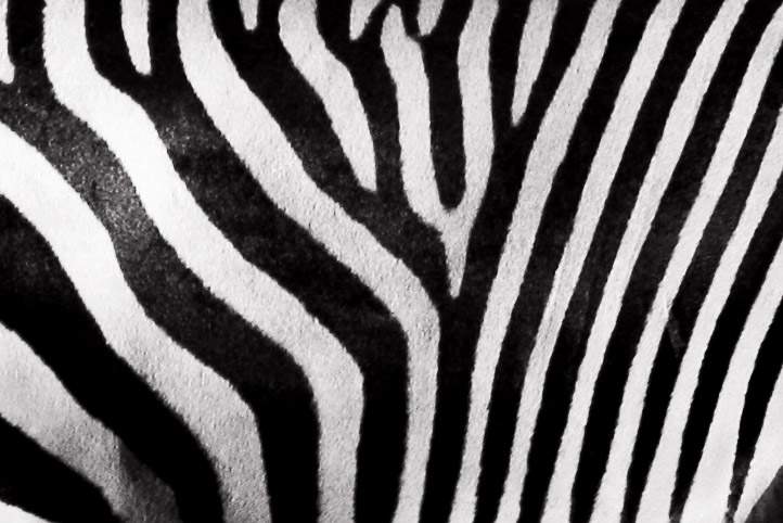 A close-up of a zebra's black and white stripes. The picture also appears to have been taken with black and white film or put beneath a black and white filter.