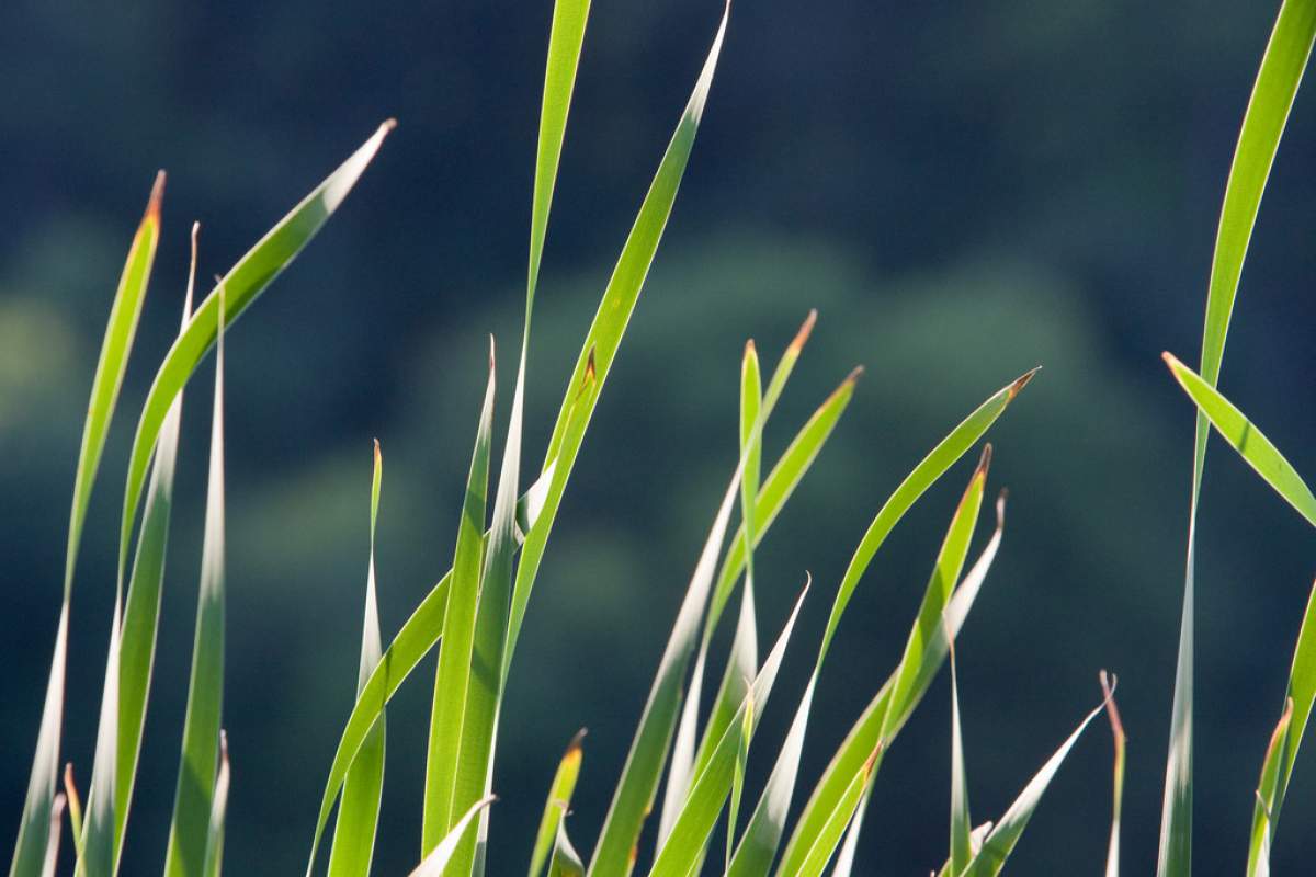 A macro shot of the tops of blades of grass. They're bright green. The background is blue-green and out of focus.