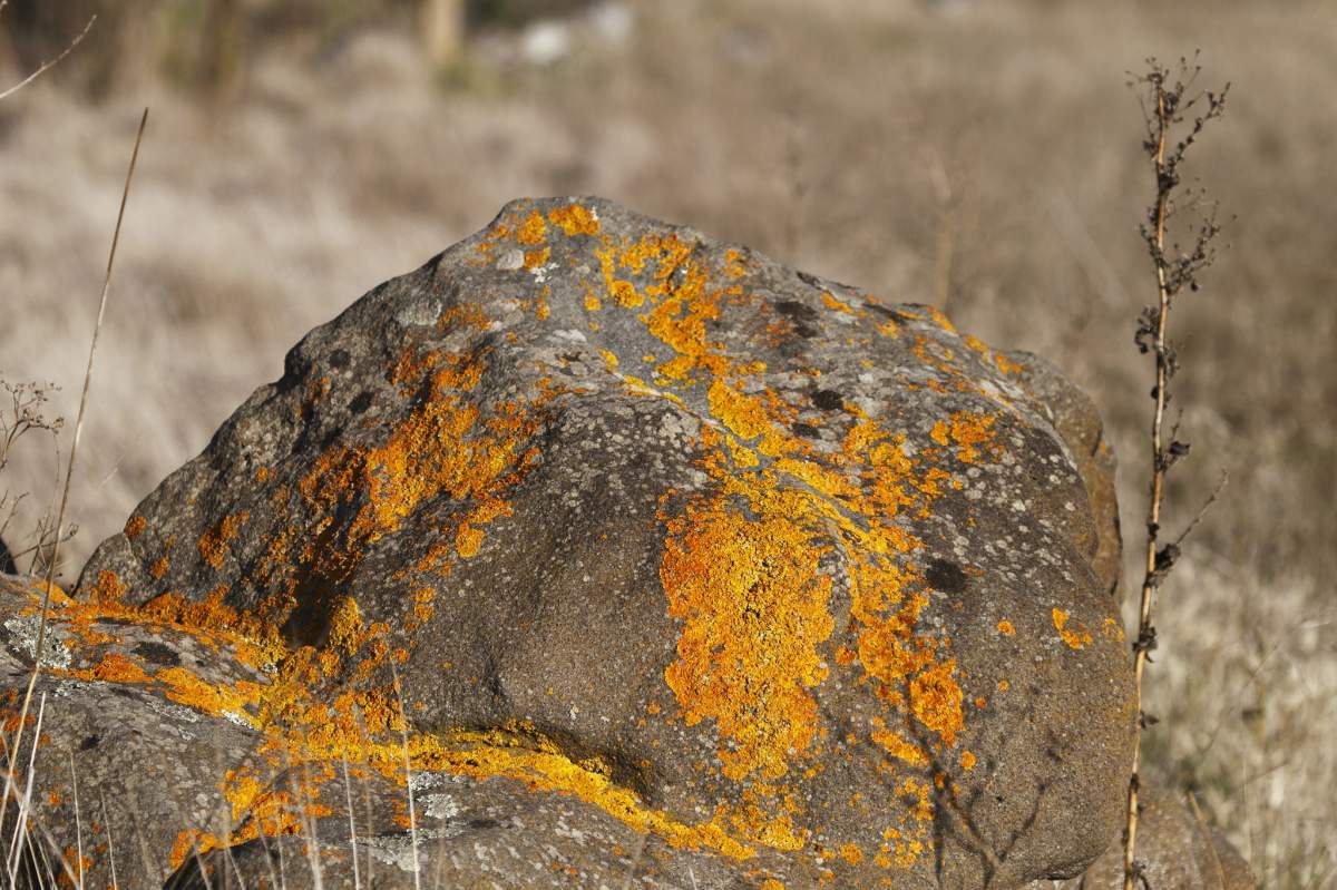 bright orange lichen growing on a drab brown rock