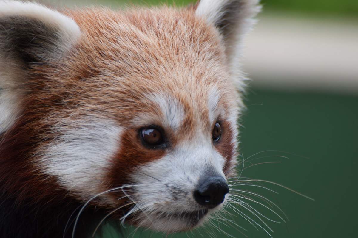 A close up image of a Red Panda's face. It shows the different textured fur on its face, as well as its whiskers.