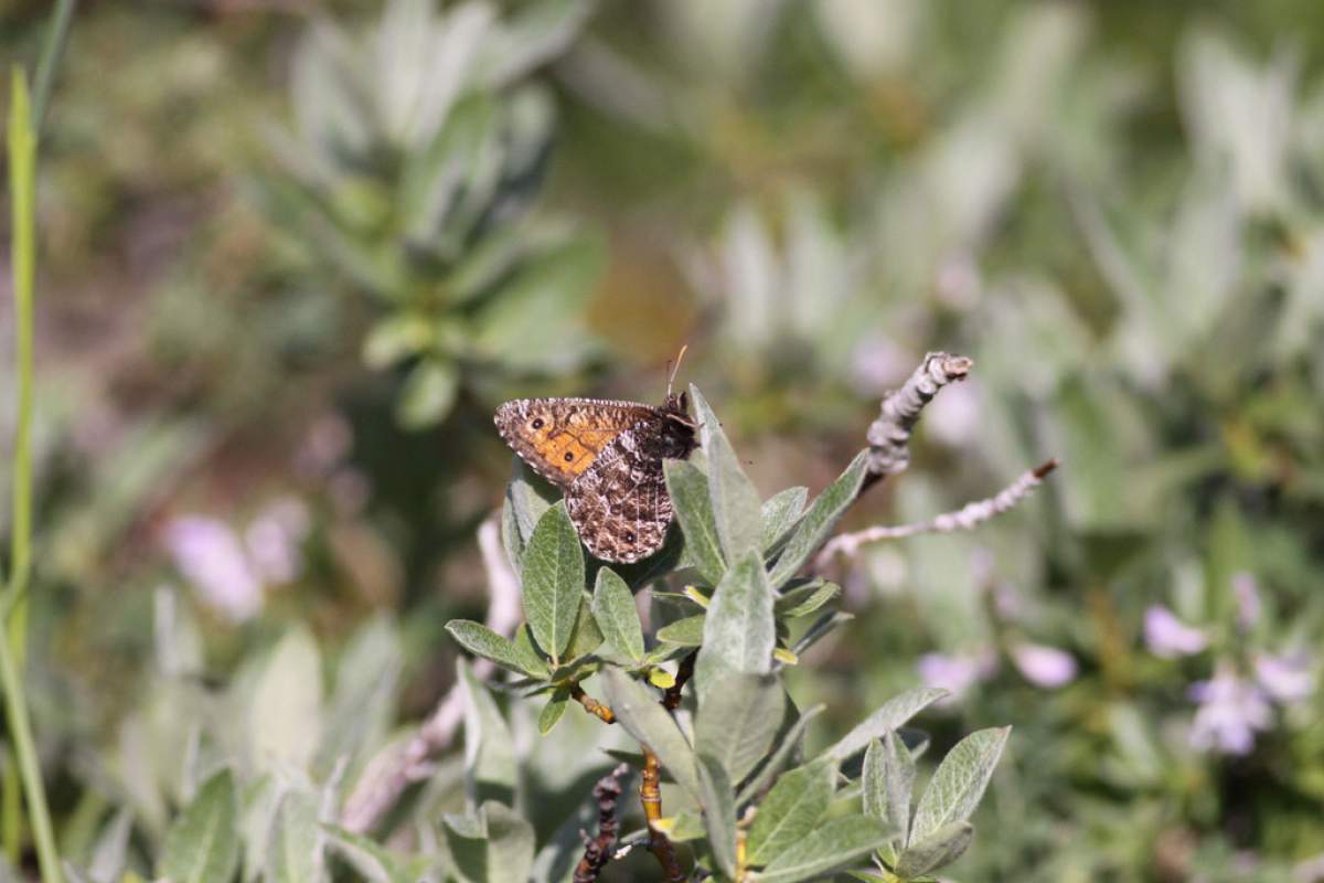 A Chryxus Arctic butterfly perched upon some leaves in the foreground. The background is green and out of focus.