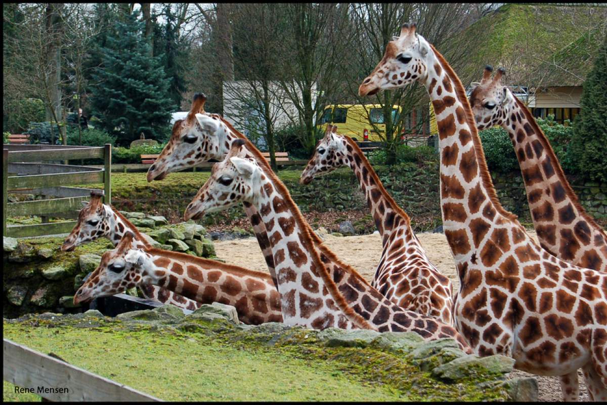 Seven giraffes facing to the right