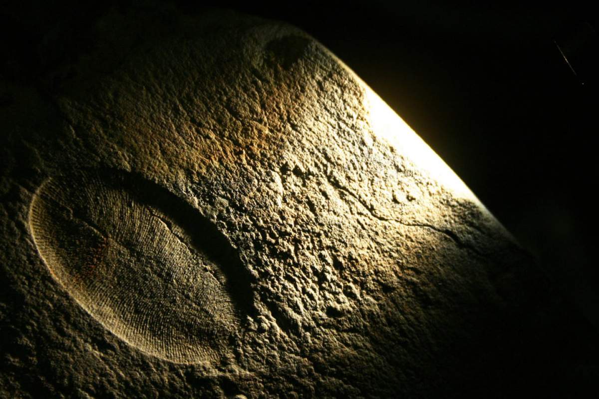 An image of an edicaran fossil. The fossil is illuminated in a single beam of light (weirdly reminiscent of a Caravagggio painting). The background is black. The fossil is in the near left of the image and is light brown.
