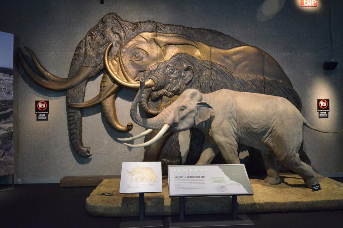 Four statues of mastodons, pygmy mammoths, and modern elephants lined up to show size differences.