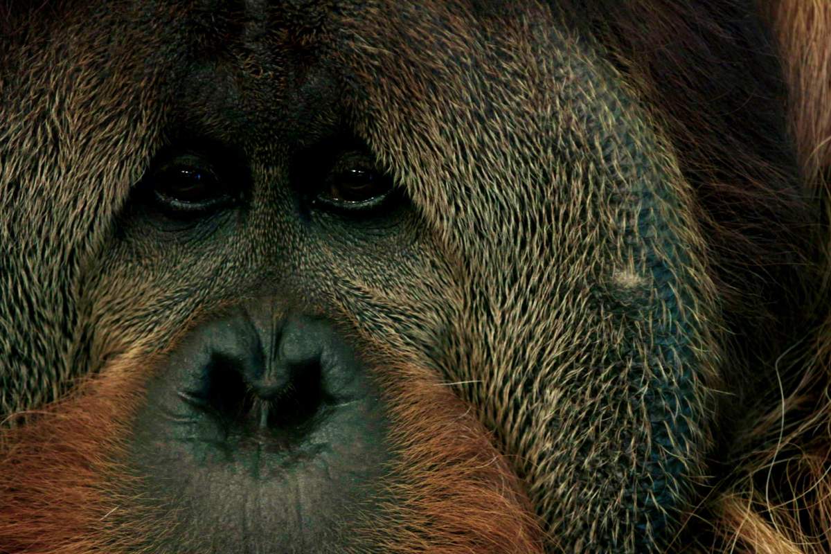 Close-up shot of an orangutan
