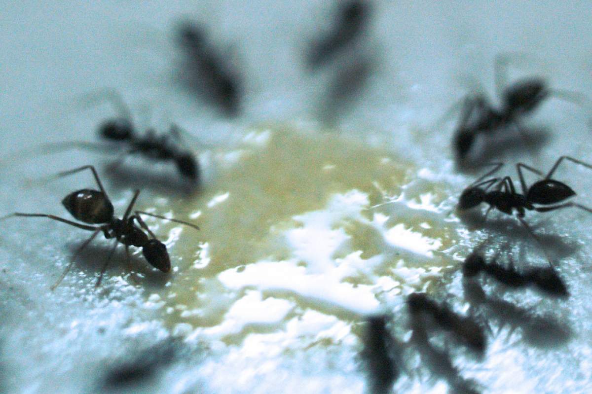 A close-up shot of ants eating mango pulp. Some of the ants are black and distinct. Others are blurry.