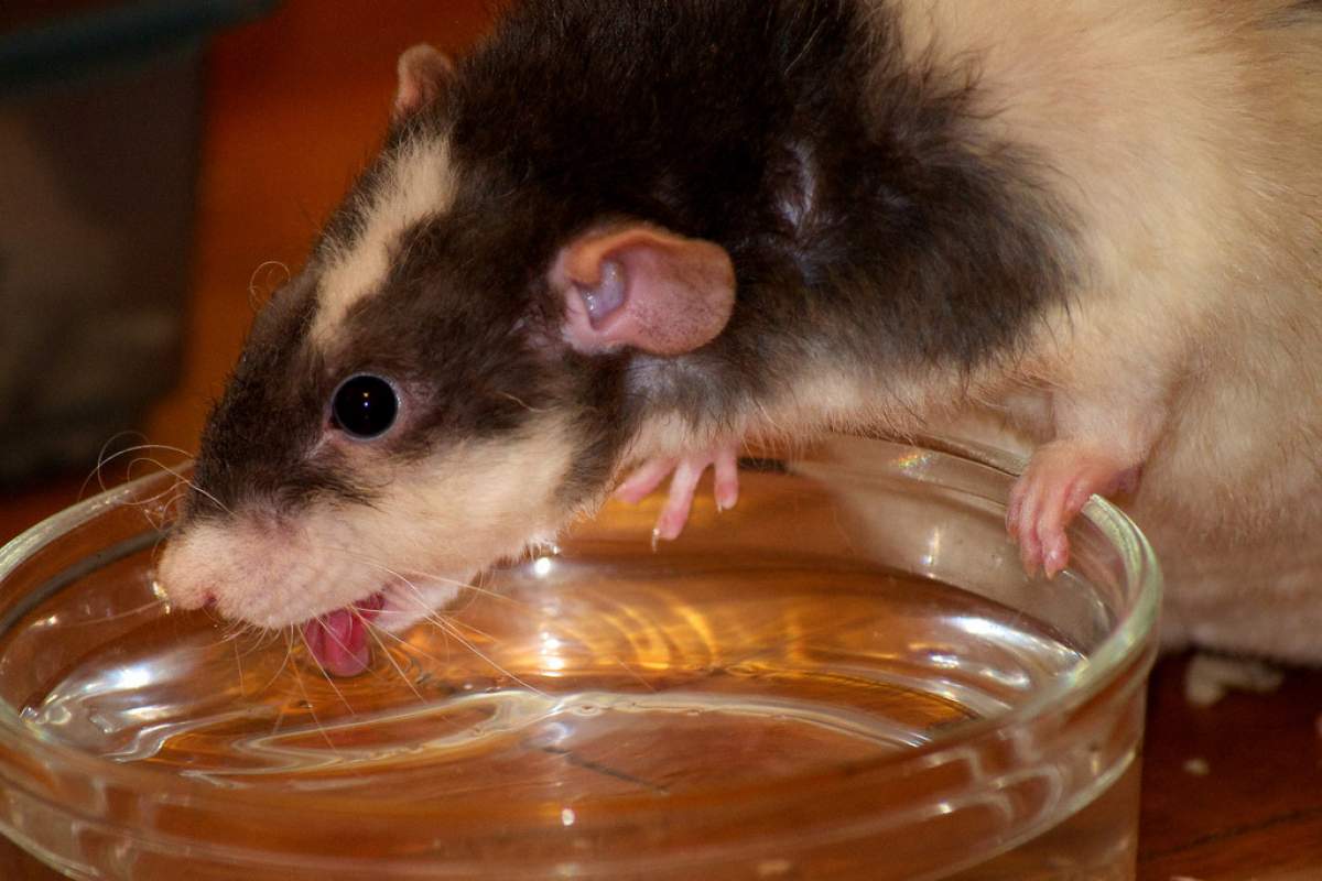A close-up image of a rat with black and white markings drinking water out of a small bowl. The rat's pink tongue is out.