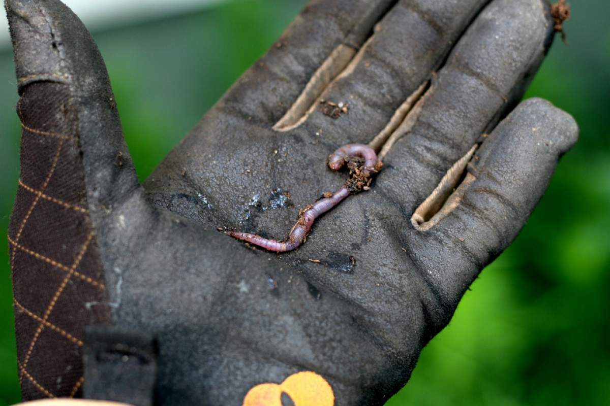 a close-up image of a gardener's glove. In the center of it is an earthworm.