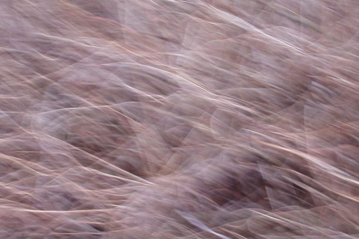 An abstract image. There are lines of many different colors (light purple, light orange, light blue, light red) flowing in many different directions. Close up the colors are more noticeable. From a distance, the image can look light brown.