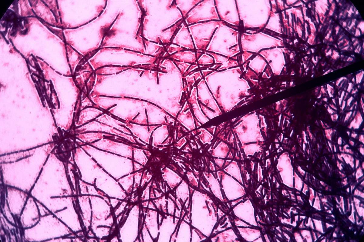 A micro-shot of bacillus subtitllus bacteria. The background is bright pink, the bacteria looks like dark purple threads going in many different directions (but almost all connected) against the background.