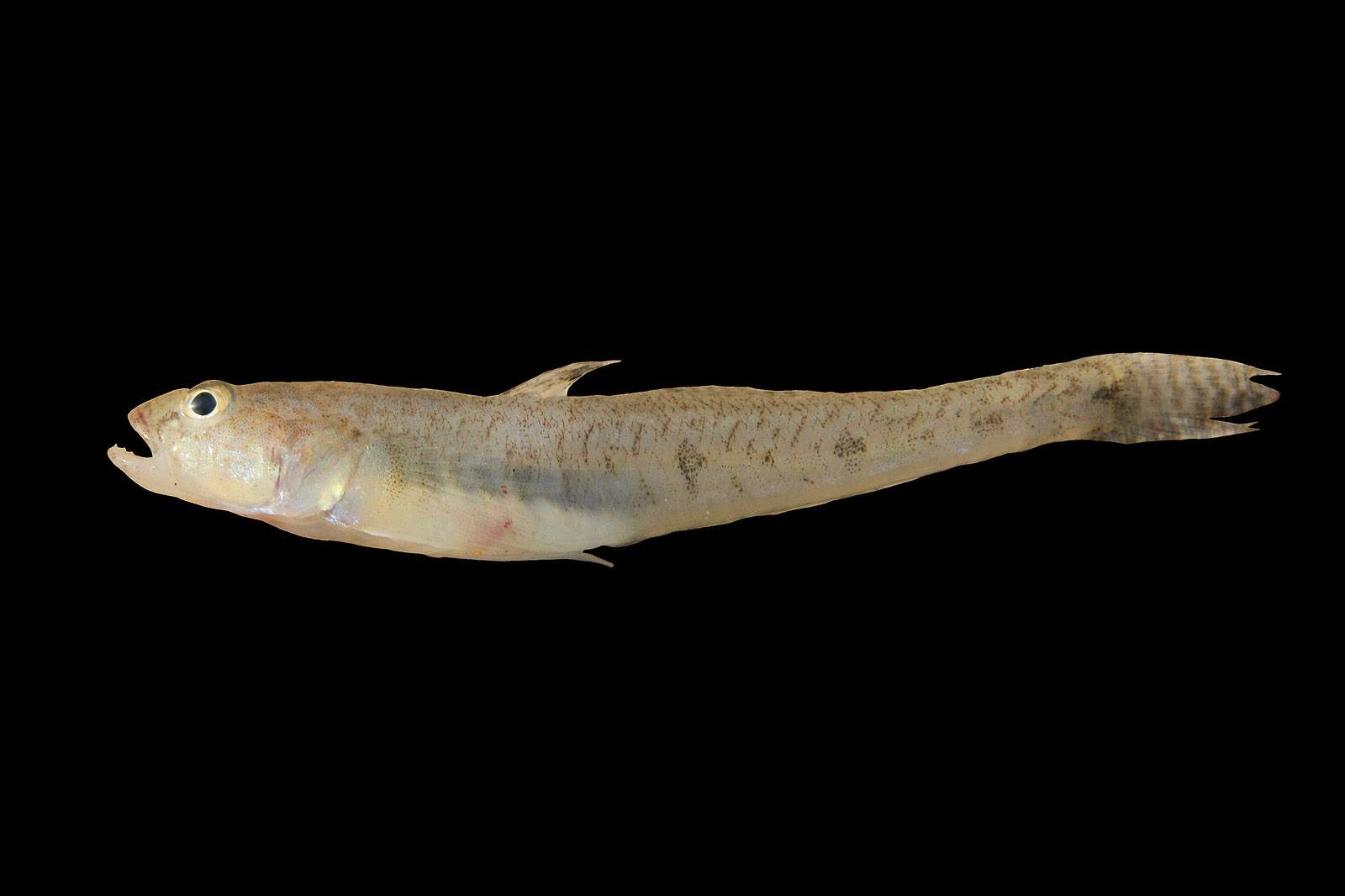 A  length-wise shot of a sand goby that is tan in color. Its mouth is wide open. The background is all black.